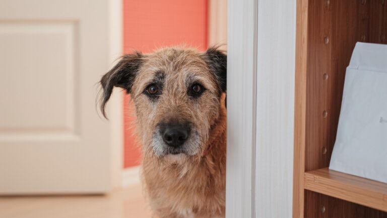 ペット保険に入れない犬｜年齢上限・告知義務と断られた後の選択肢