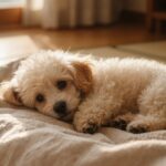 子犬のペット保険おすすめ3社｜0歳の保険料を公式表で比較