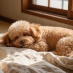 アニコム・アイペット・PS保険を比較｜保険料と補償の違いを表で